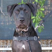 PARKER, chien à adopter