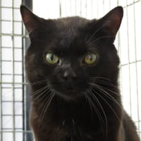 MAVERICK, chat à adopter