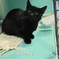 Cooky, chat à adopter