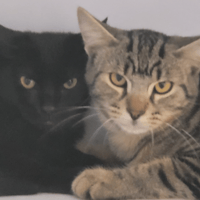 ARAMIS, chatte à adopter