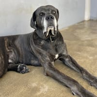 PABLO, chien à adopter