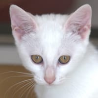 VENUS, chatte à adopter