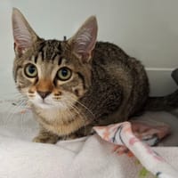 GUERLAIN, chatte à adopter