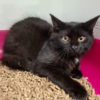 SISLEY, chat à adopter