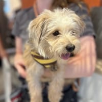 JACK-JACK, chien à adopter