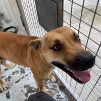 KANA, chienne à adopter
