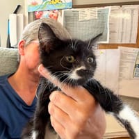 GAYA, chatte à adopter