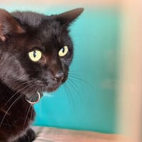 TOFU, chatte à adopter