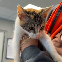 PETRA, chatte à adopter