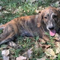 HAGRID, chien à adopter