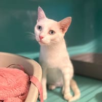 PAMOUK, chatte à adopter