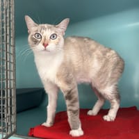 Nuit Blanche, chatte à adopter