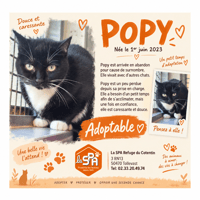 POPY, chatte à adopter