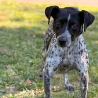 Plume CAA16051, chienne à adopter