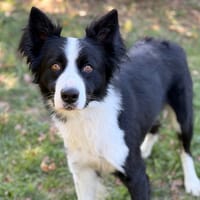 Drago CAA16052, chien à adopter
