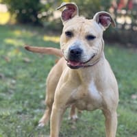Bulle CAA16054, chienne à adopter