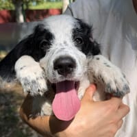 BALBOA, chien à adopter