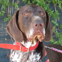 NEILL, chien à adopter