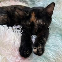 ARTEMIS, chatte à adopter