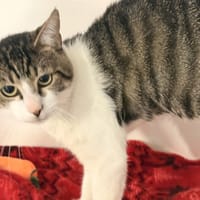 PSYCHOCAT, chat à adopter