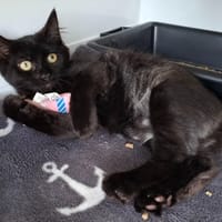 GUCCI, chatte à adopter