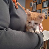 LOCOUM, chat à adopter