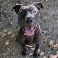 DIESEL, chien à adopter