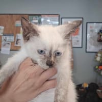 WILLOW, chatte à adopter