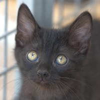 JUPITER, chat à adopter
