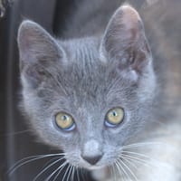 URANUS, chatte à adopter