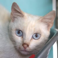CREME, chatte à adopter