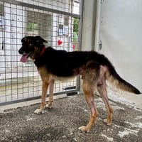 TITO, chien à adopter