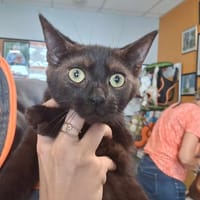 SIMON, chat à adopter