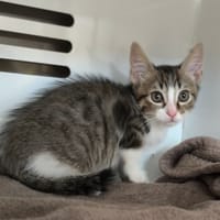 YOKO, chat à adopter