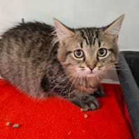 FIDJI, chatte à adopter