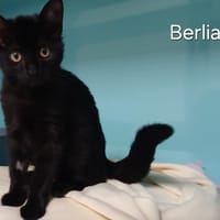 Berlia, chatte à adopter