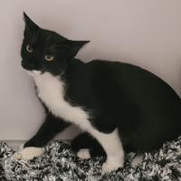 MILADY, chatte à adopter