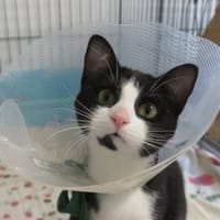 MARA, chatte à adopter