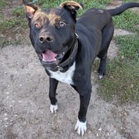 Boby, chien à adopter