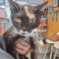 PRINCESSE, chatte à adopter