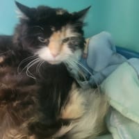 Stella, chatte à adopter