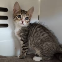 YASMINE, chatte à adopter
