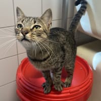 PAPOUILLETTE, chat à adopter