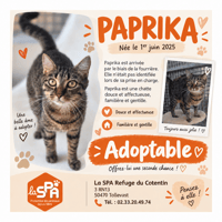 PAPRIKA (Rservée), chatte à adopter