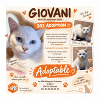 Giovani / Vadrouille, chat à adopter