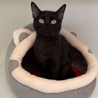 JOBI, chatte à adopter