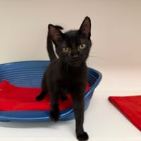 Bowinne, chatte à adopter