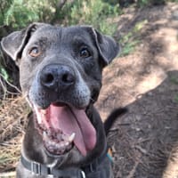 SPLASH, chien à adopter