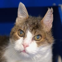 Loops, chat à adopter