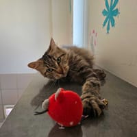 NOISETTE, chatte à adopter